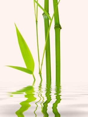 Bamboo reflection in water