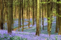 Bluebells