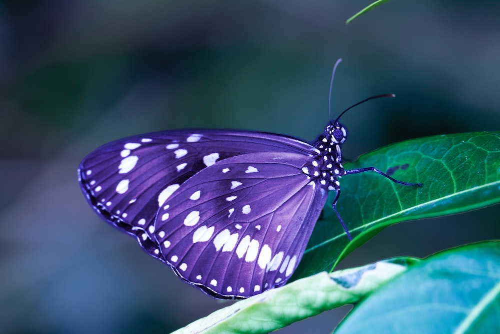 psychotherapy, counselling and supervision in Surrey, Hampshire and Berkshire Butterfly Credit-SianCooper-Unsplash image